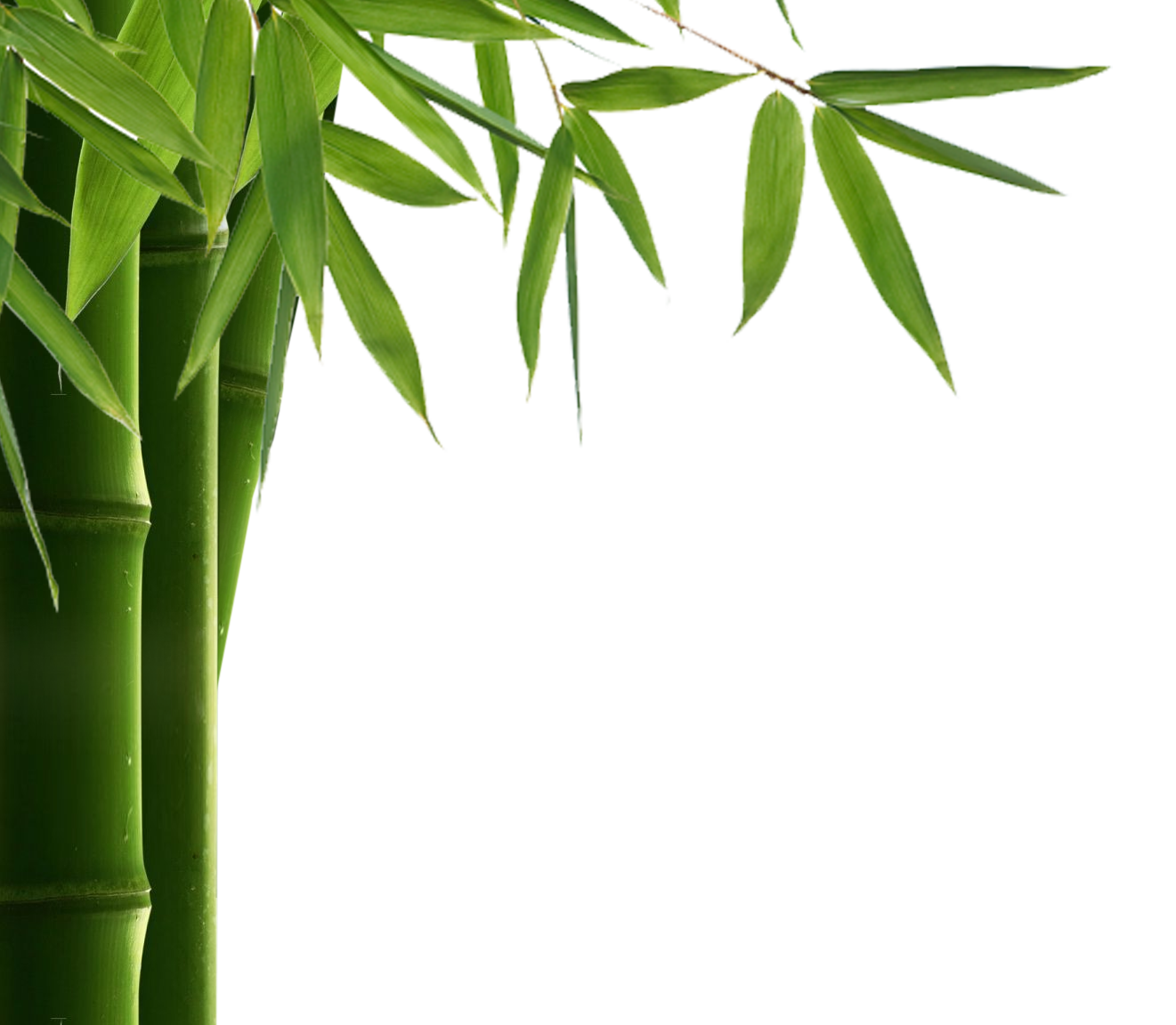 Bamboe blad PNG HD