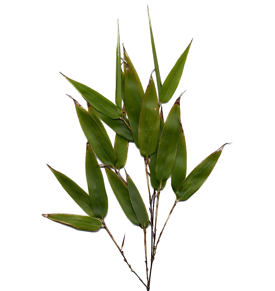 Bamboo Leaf PNG Image