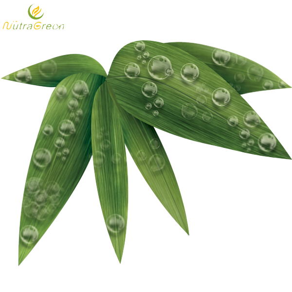 Bamboo Leaf PNG Photos