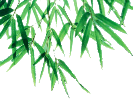 Bamboo Leaf PNG Picture