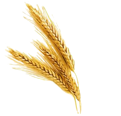 Barley PNG File