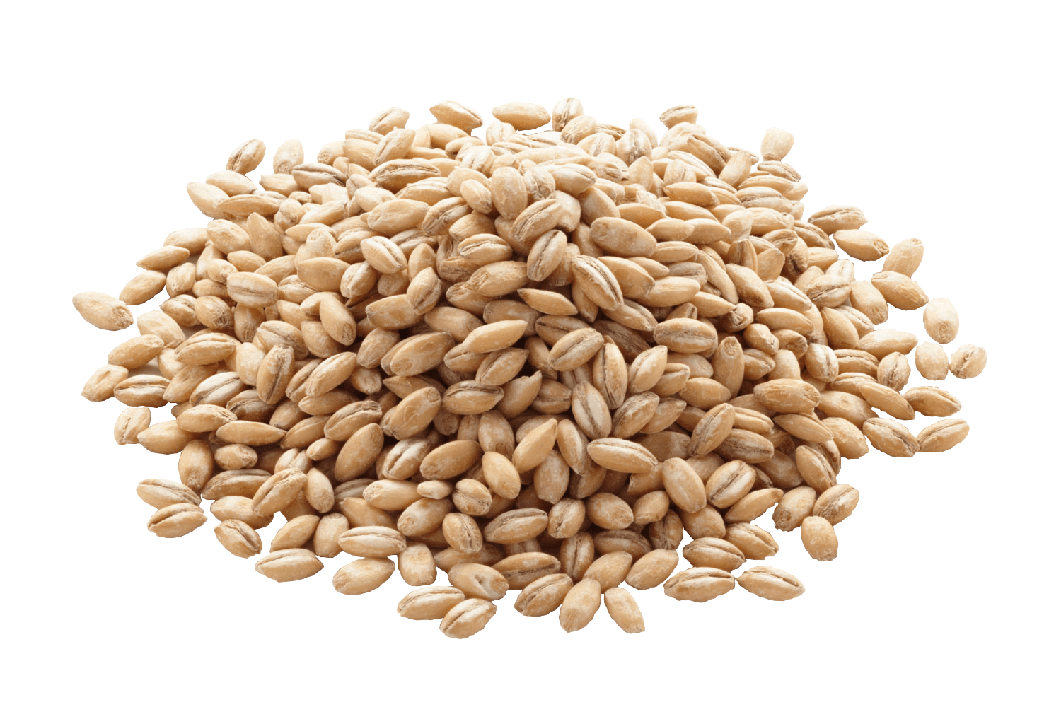 Barley PNG Image