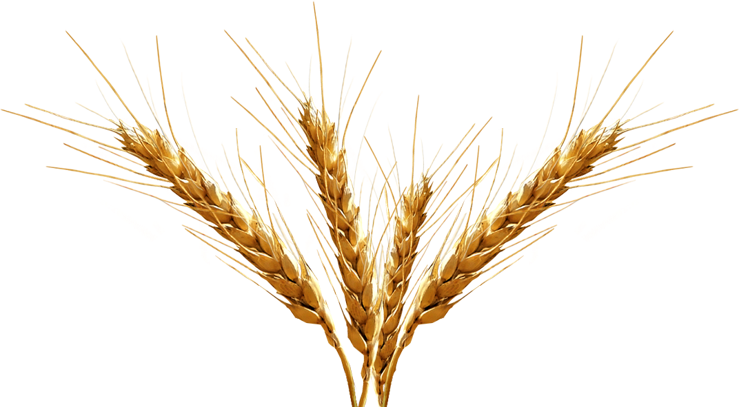 Barley PNG Transparent Image