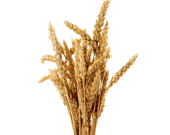 Barley Transparent PNG