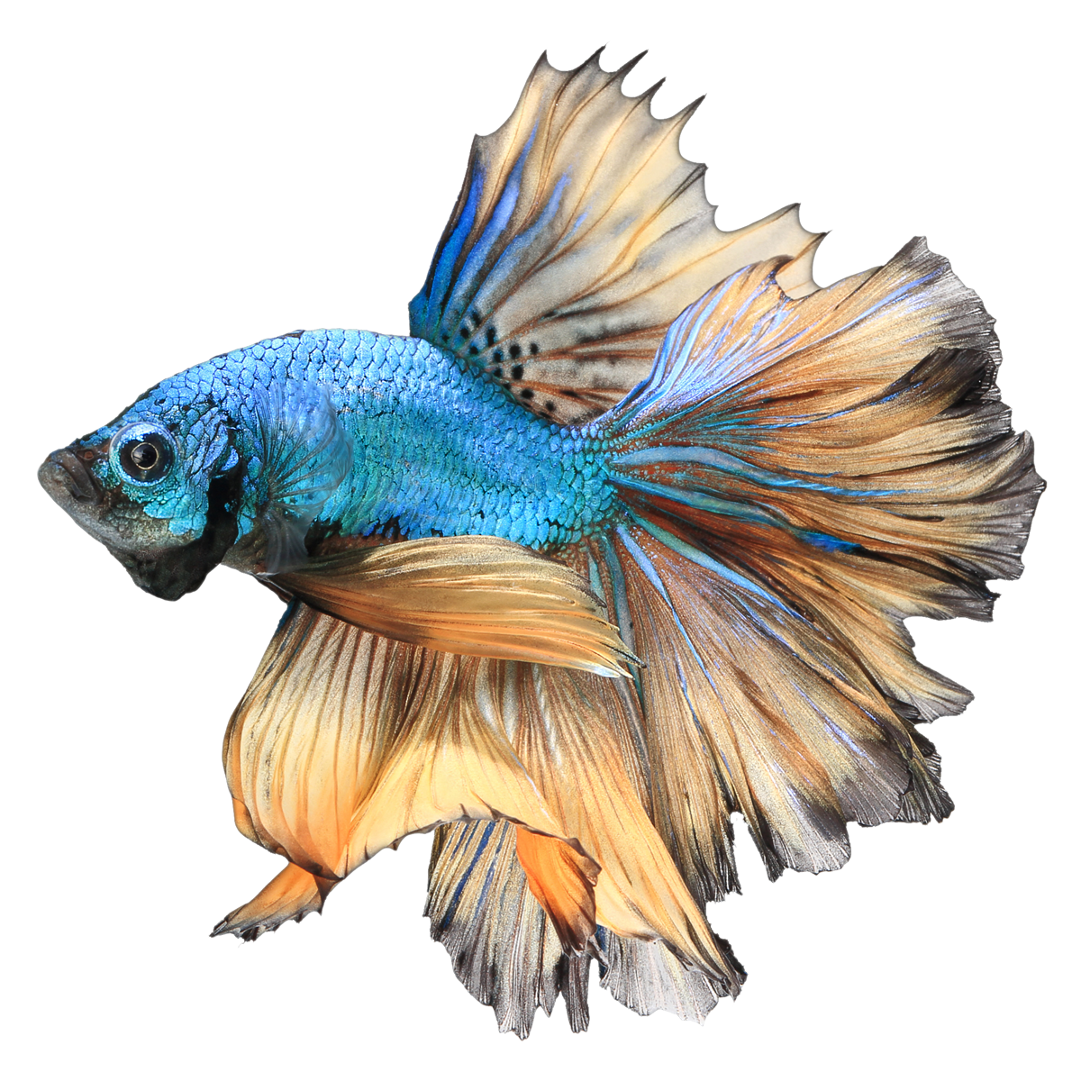 Betta PNG Free Download