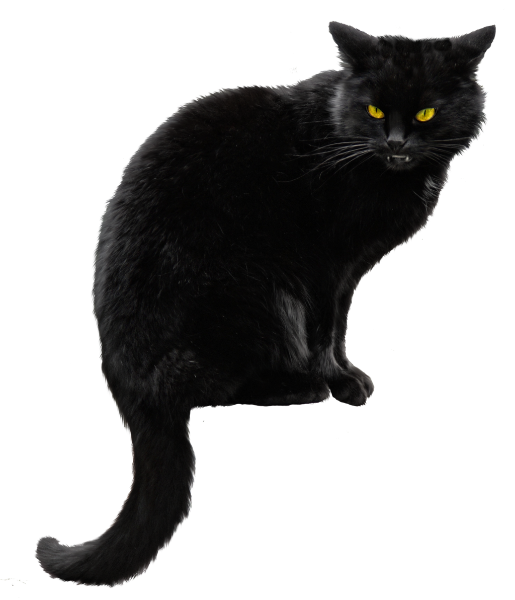 Kara kedi PNG Dosyası