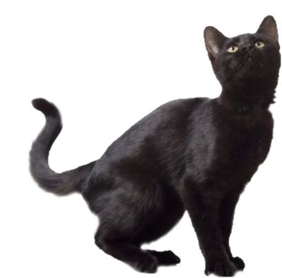 Siyah kedi PNG bedava Indir