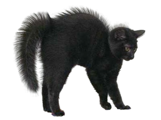 القط الأسود PNG