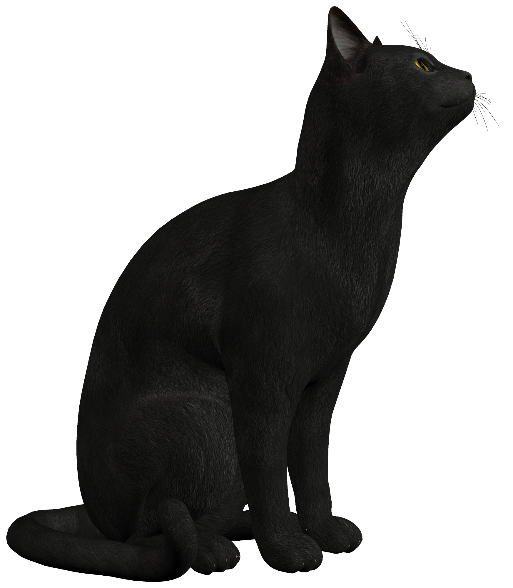 Foto nera gatto PNG