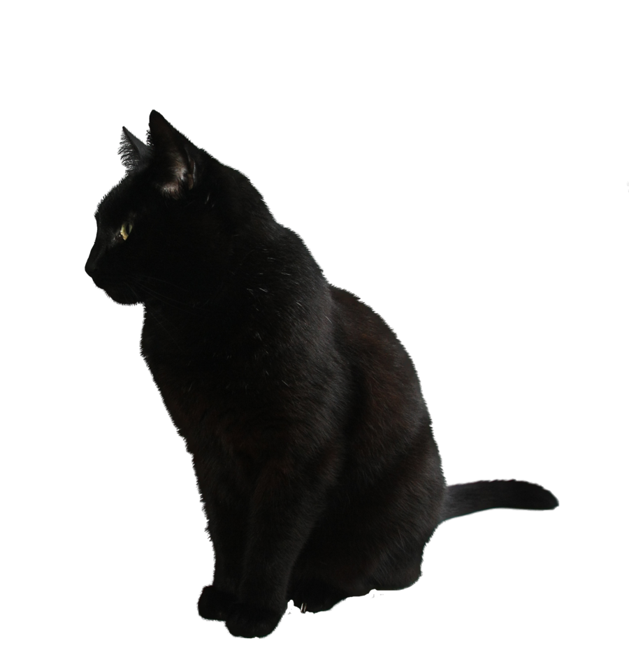 القط الأسود خلفية شفافة