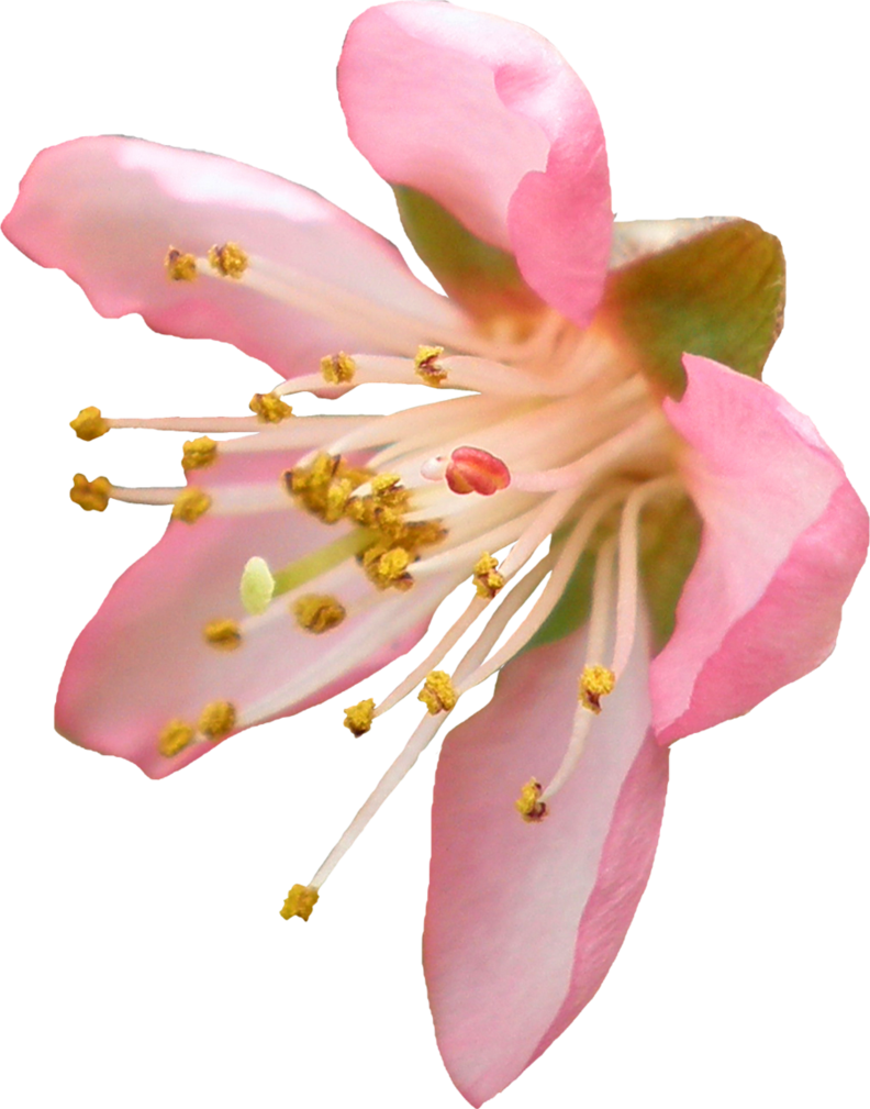 Blossom прозрачный PNG