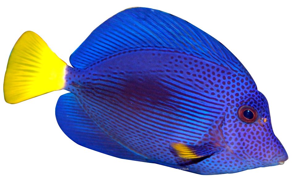 Blue Fish PNG Transparent Image