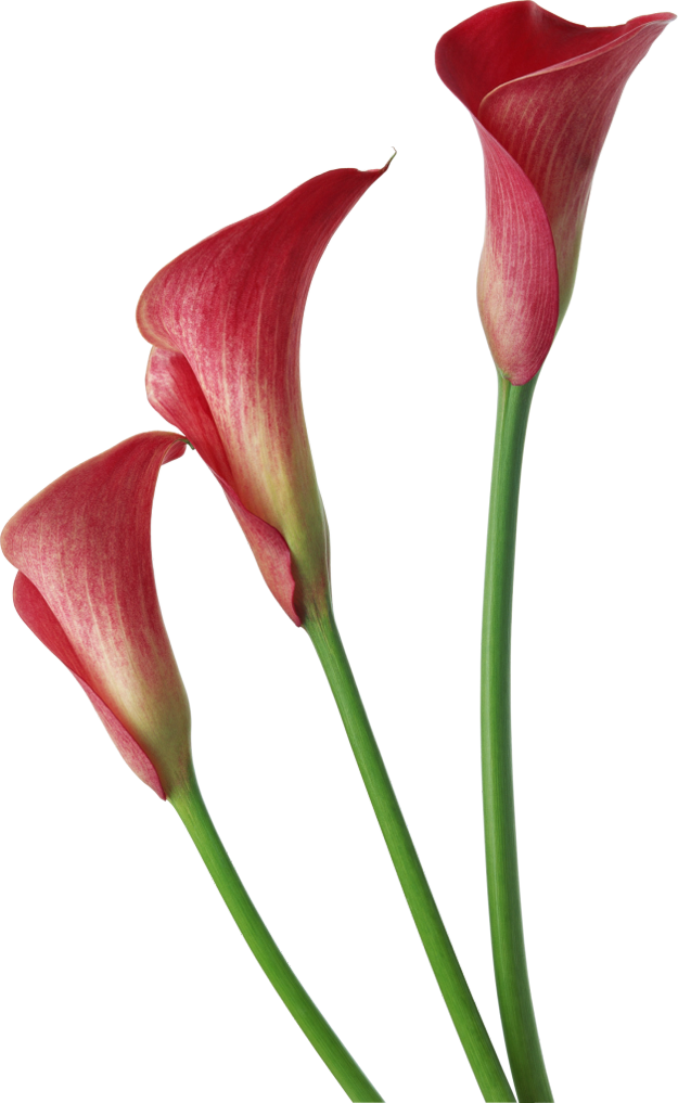Calla PNG Picture