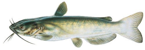 Catfish PNG clipart