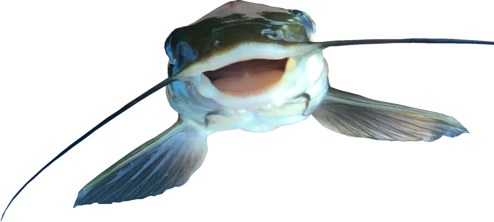 Arquivo de PNG de Catfish