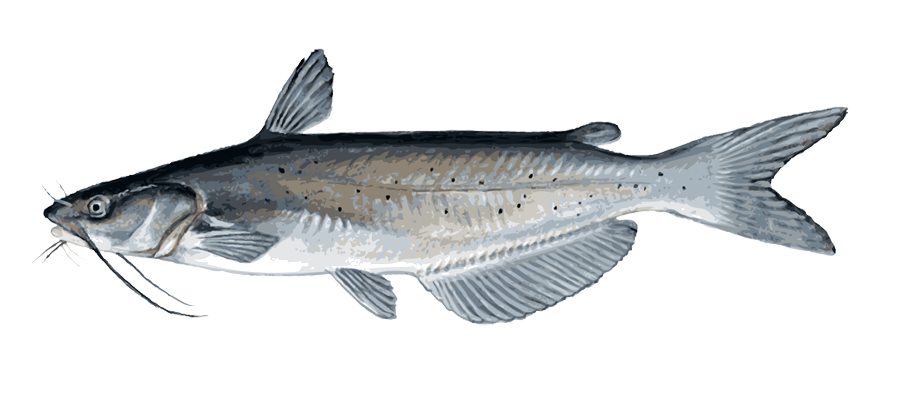 Catfish PNG Transparent Image