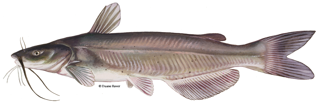 Catfish Transparent PNG