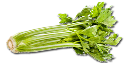 Celery PNG HD