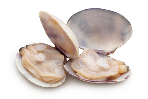 Clams PNG Clipart