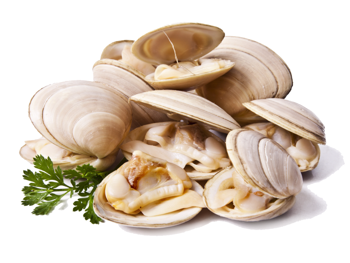Clams PNG File