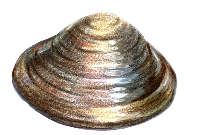Clams PNG Free Download