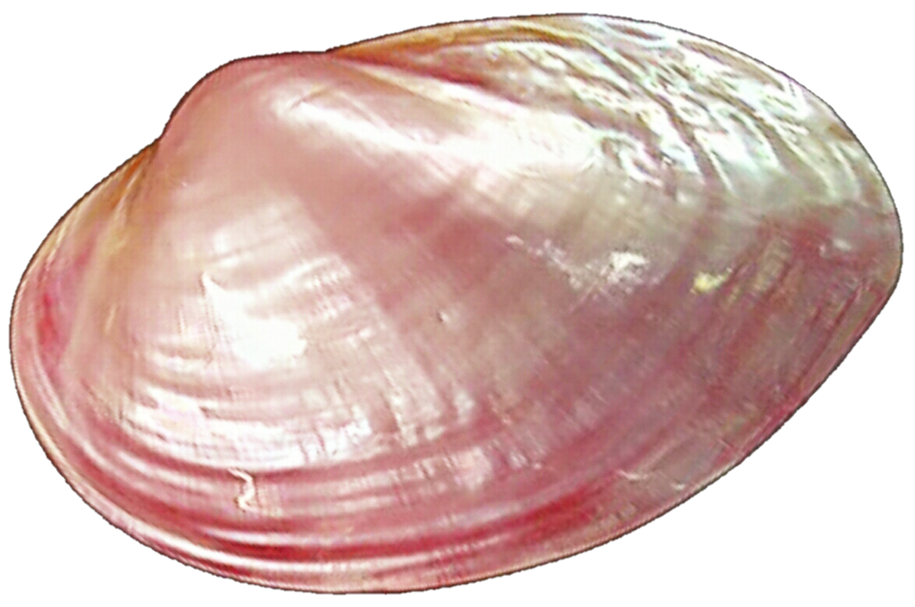Vongole PNG PIC