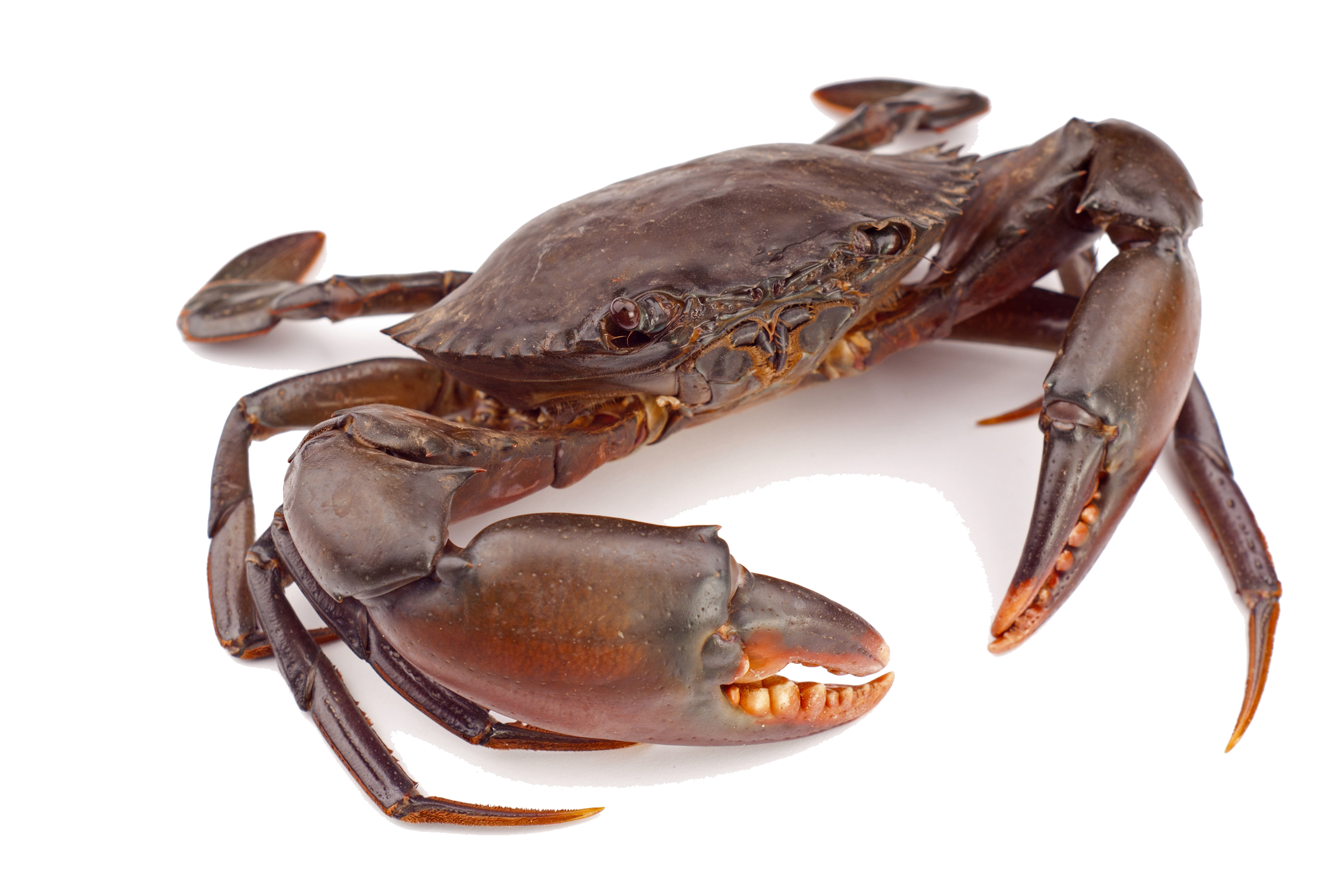 Clipart PNG Crab