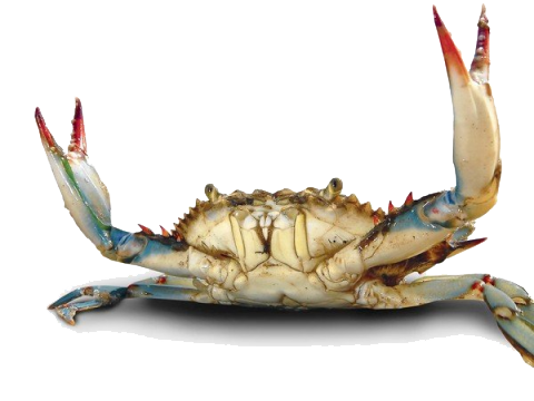 File PNG Crab