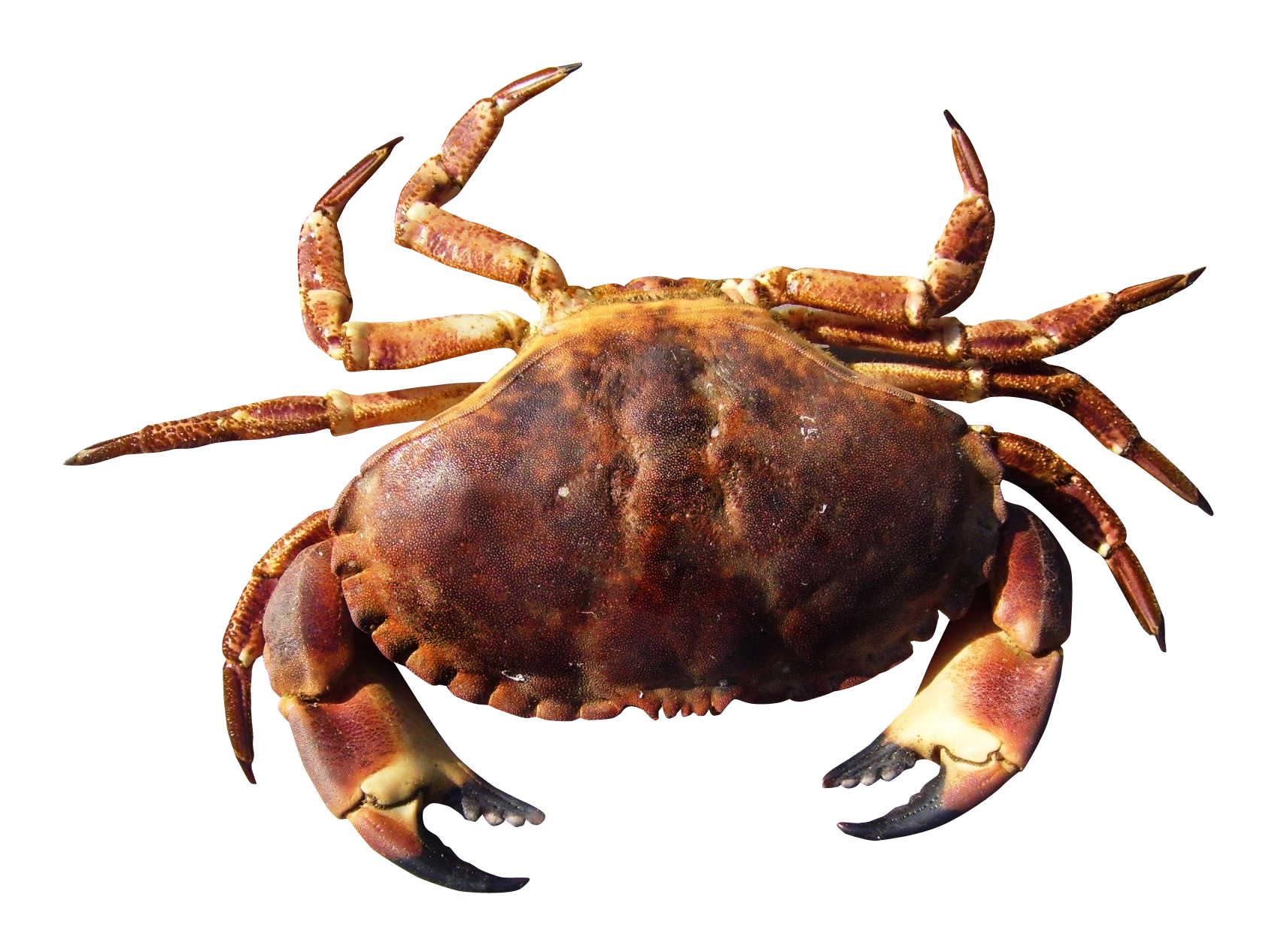 Crab PNG HD
