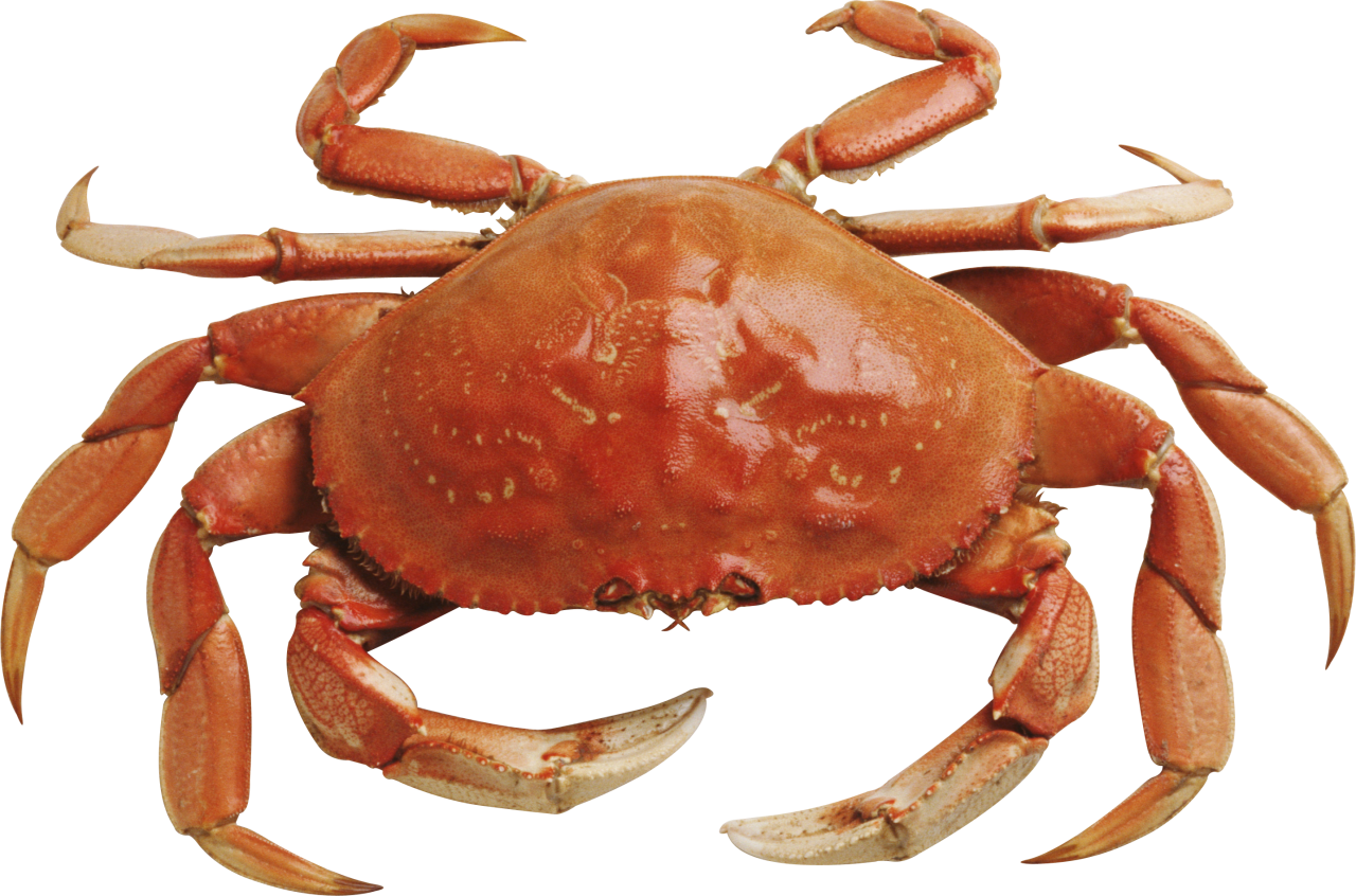 Crab PNG Photos