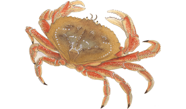 Crab PNG pic