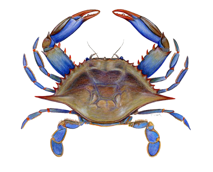 Crab PNG Picture