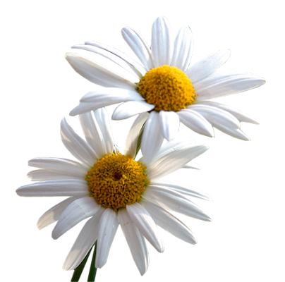 File daisy PNG