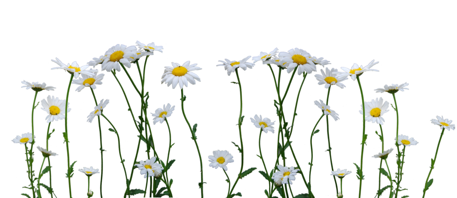 Immagine daisy PNG