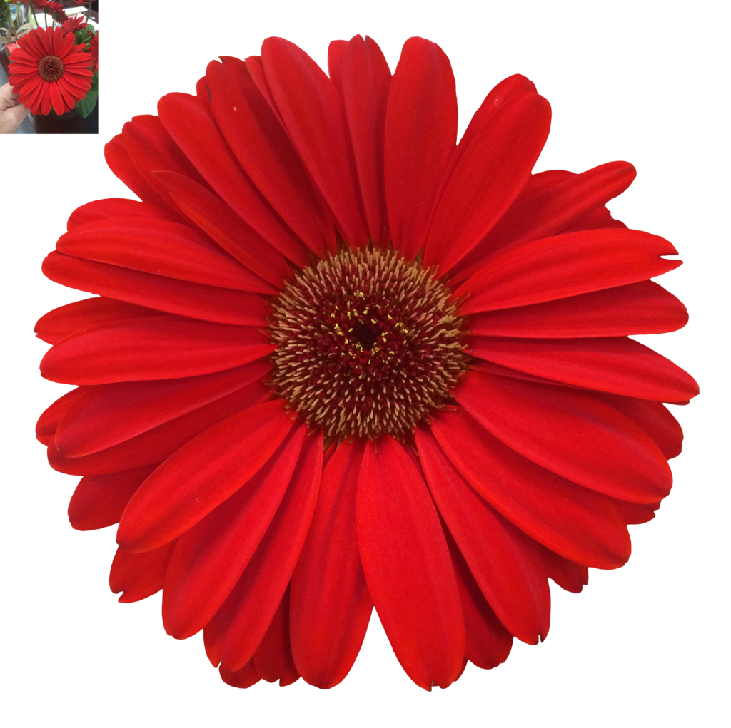 Foto daisy PNG