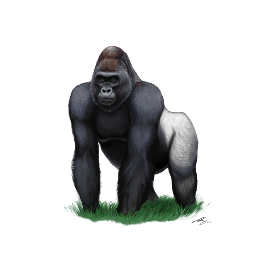 Gorilla PNG Clipart