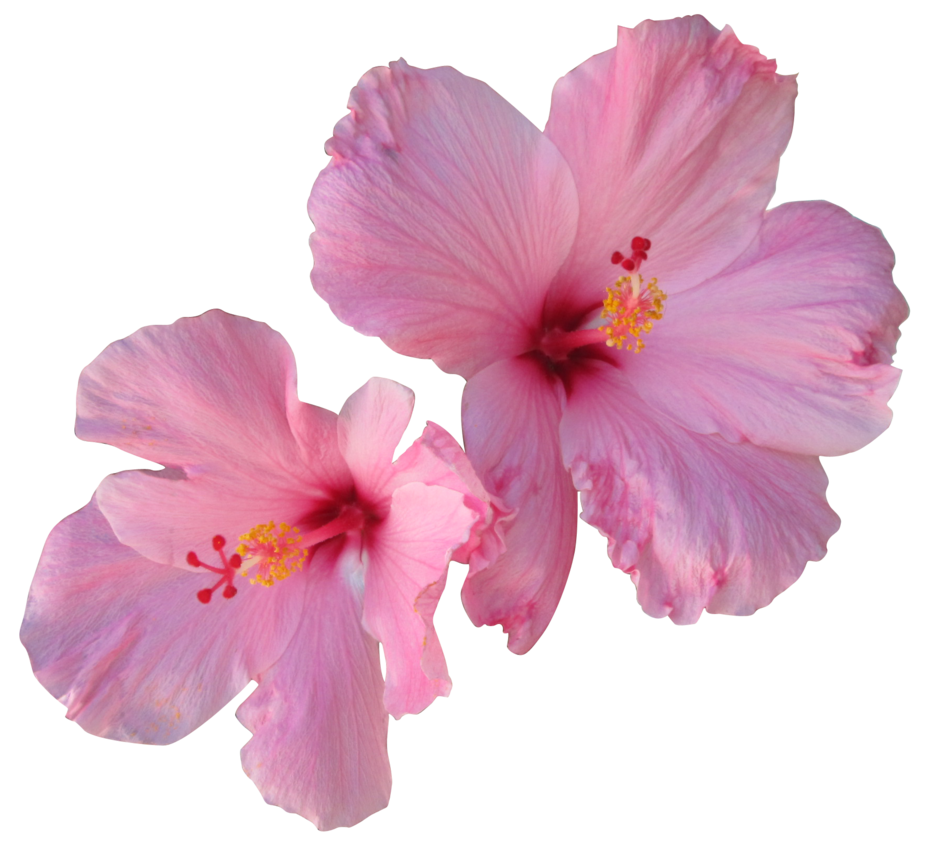 Hibiscus PNG Free Download