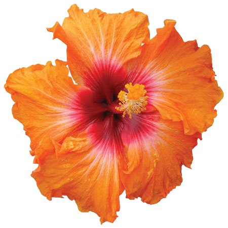 Hibiscus PNG HD