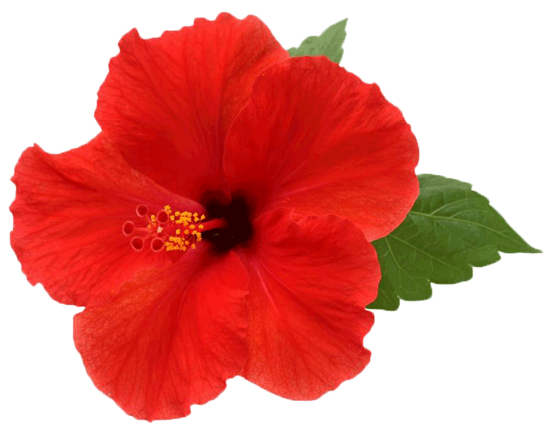 Hibiscus PNG Picture