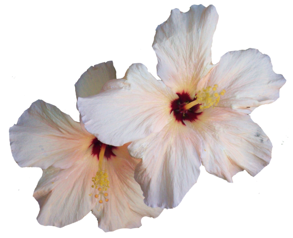 Hibiscus PNG Transparent Image