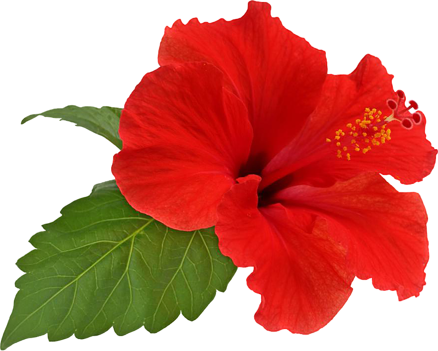 Hibiscus Transparent PNG