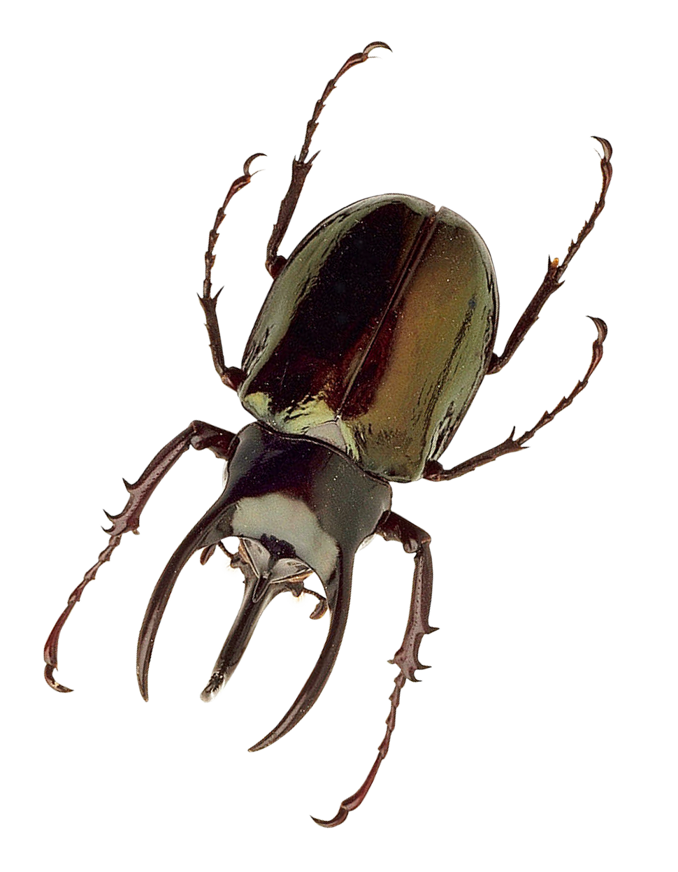 Insect PNG Photo
