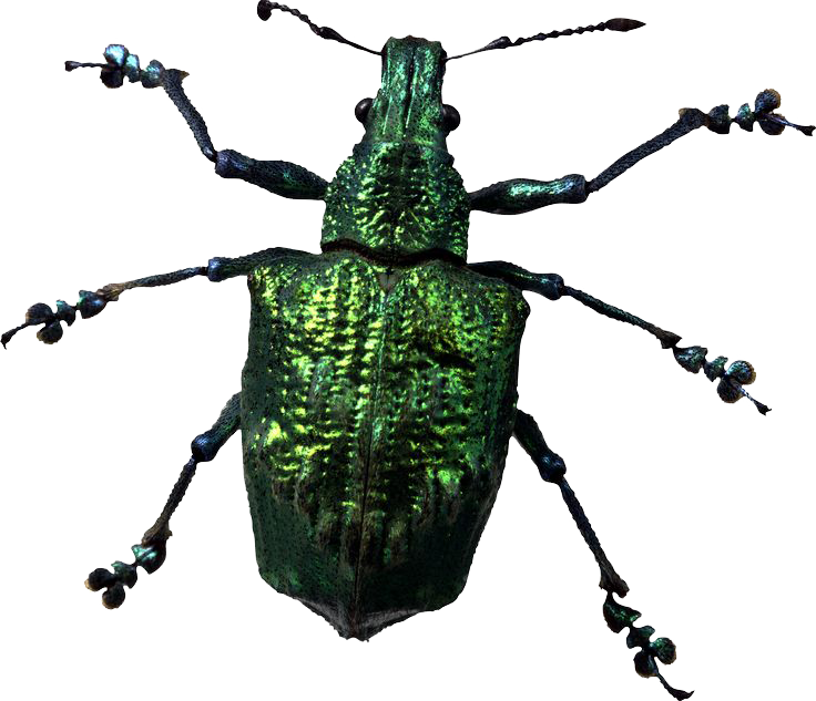 Insect PNG Photos
