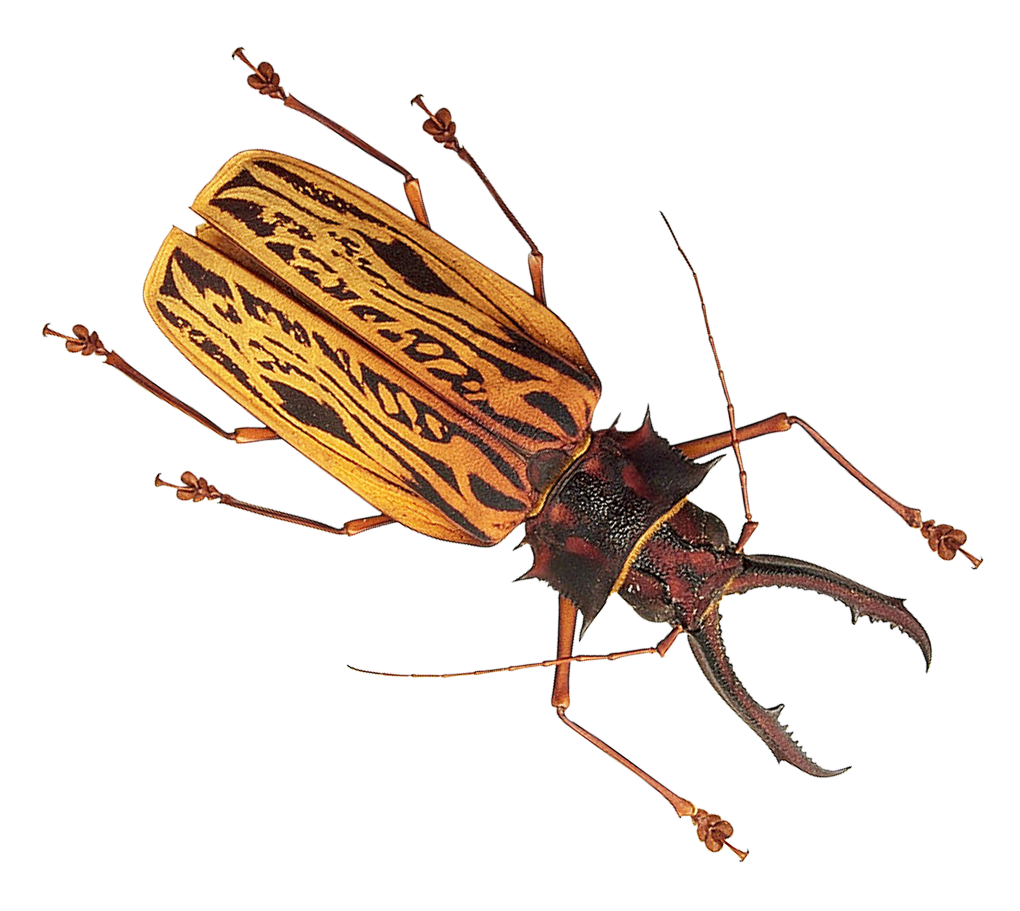 Immagine di PNG Insect