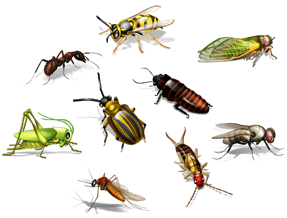 Immagine Trasparente per insetti PNG
