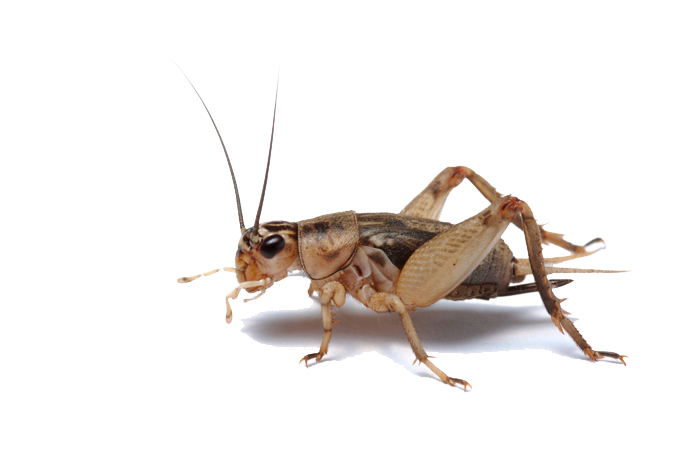 Insect Transparent PNG