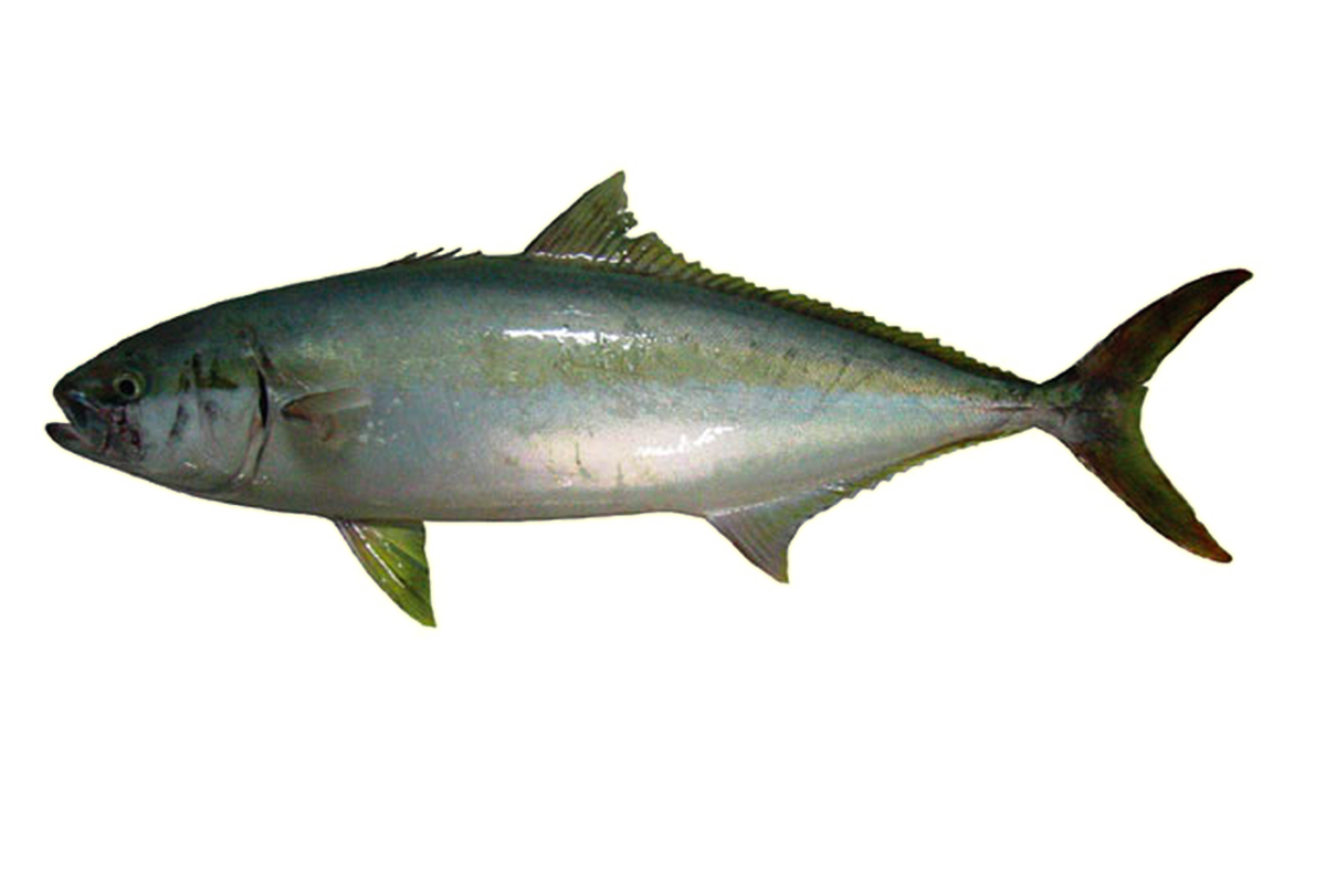 Kingfish PNG Clipart