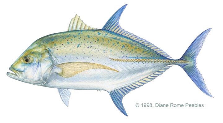 PNG kingfish PNG