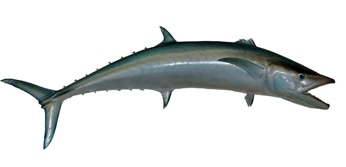 Imagem transparente PNG kingfish
