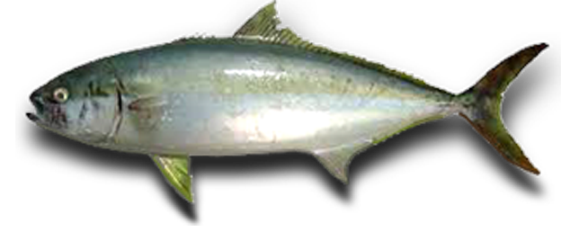 Fundo transparente kingfish
